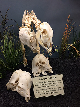 Siamese calf