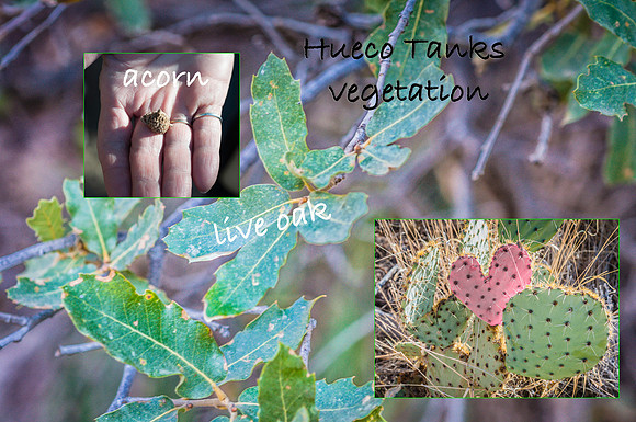 Hueco Tanks vegetation